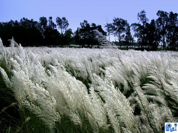 the white field